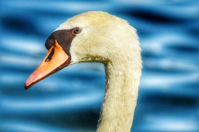 Close-up of bird