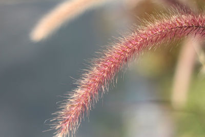 Flowers of red grass, curved grass flowers down the path in the garden.