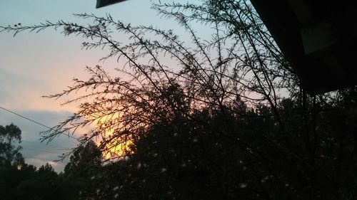 Low angle view of bare trees against sky