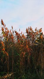 Close-up of plants growing on field against sky