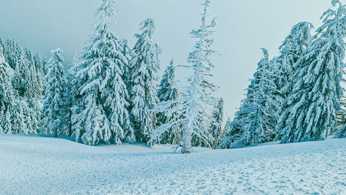 Snow covered pine trees against sky during winter