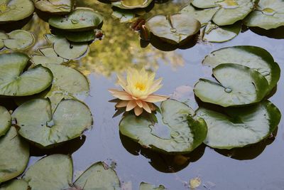 Close-up of lotus water lily in lake