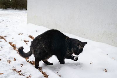 Black dog on snow covered field