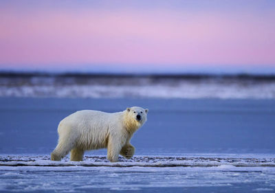 Close-up of white bear 