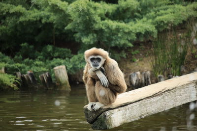 Monkey sitting on wood in lake