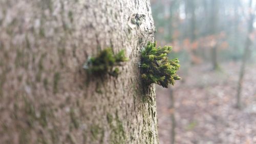 Close-up of plant growing on tree trunk