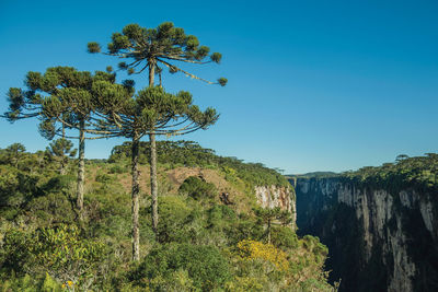 Itaimbezinho canyon with steep cliffs covered by forest and pine trees near cambará do sul, brasil.