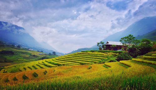 Scenic view of agricultural field against sky