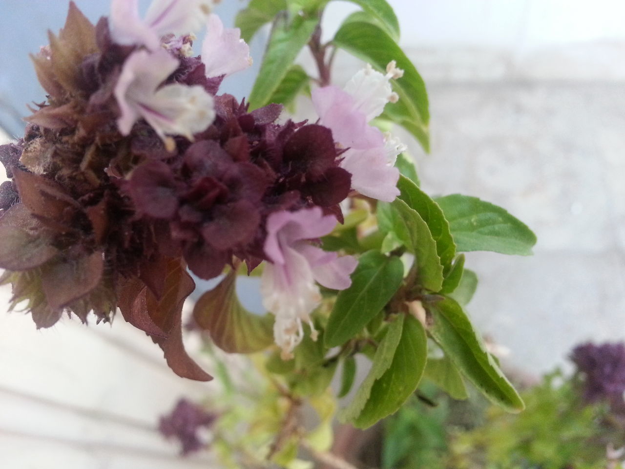 flower, freshness, fragility, growth, petal, close-up, beauty in nature, flower head, plant, focus on foreground, nature, leaf, blooming, pink color, in bloom, selective focus, stem, botany, blossom, day