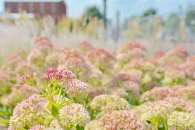 Close-up of pink flower blooming in garden
