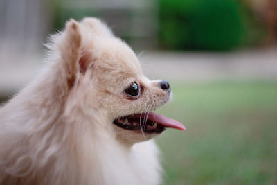 Close-up of a small light brown fluffy pomeranian dog looking away with smile