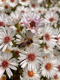 Close-up of bee pollinating flower