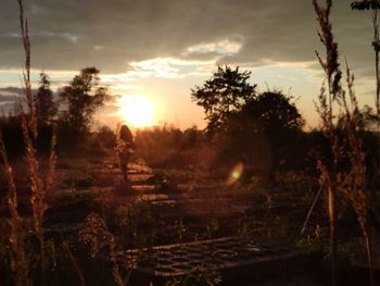 Silhouette trees on field against sky during sunset