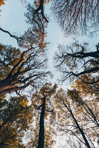 Low angle view of trees against sky