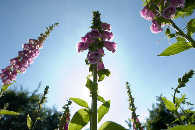 Low angle view of flowers blooming on tree
