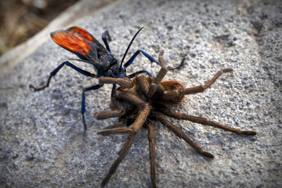 Close-up of insect