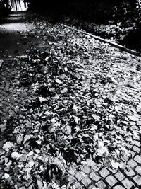 Close-up of flowers on water