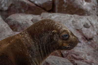 Close-up of seal