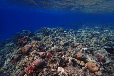 High angle view of coral swimming in sea