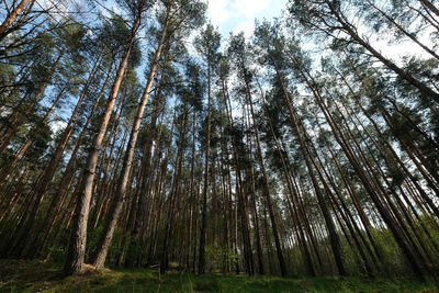 Low angle view of bamboo trees in forest