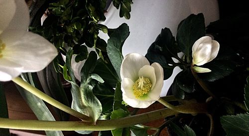 Close-up of white flowers