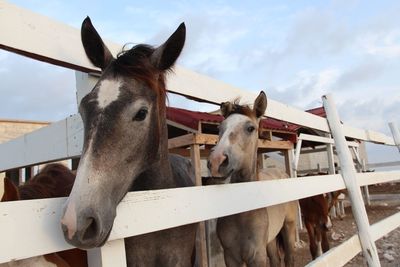 Horse in stable