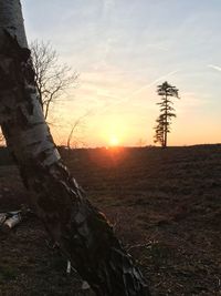 Bare tree against sky during sunset