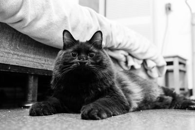 Portrait of cat sitting on floor