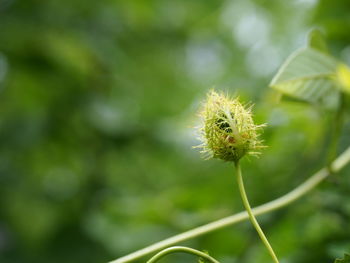 Close-up of dandelion on plant