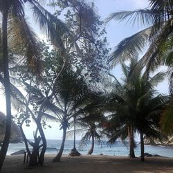 Palm trees on beach against sky