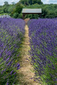 Purple flowering plants on field