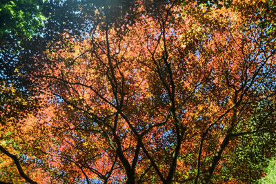 Low angle view of trees against sky during autumn