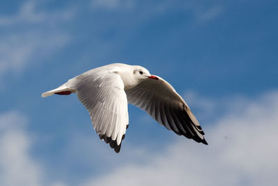 Low angle view of seagull flying