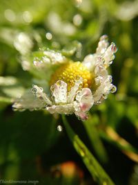 Close-up of wet flower