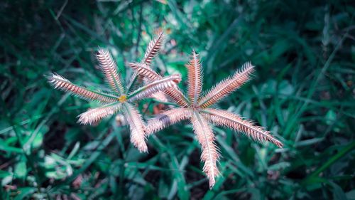 High angle view of flowering plant on field