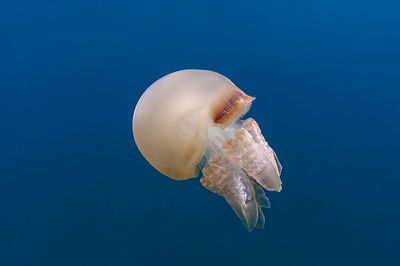 Close-up of jellyfish swimming in sea