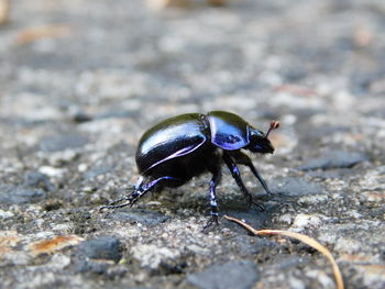 Close-up of insect on land