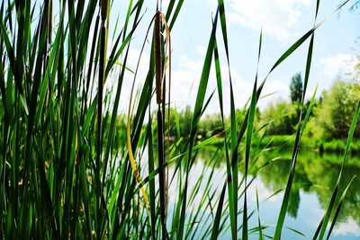 Close-up of fresh green grass in lake against sky