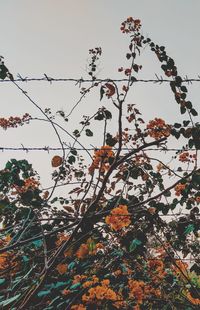 Low angle view of flower tree against sky