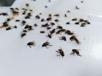 Close-up of bee on white surface