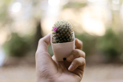 Close-up of hand holding cactus