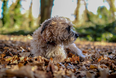 Close-up of dog