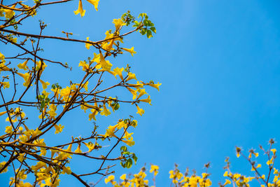 Low angle view of flowering plant against blue sky