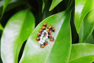 Close-up of insect on leaf