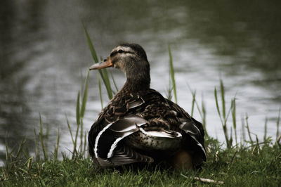 Close-up of bird on grass