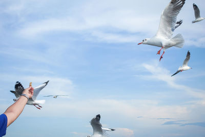 Low angle view of seagulls flying against sky