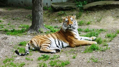 View of tiger relaxing on field