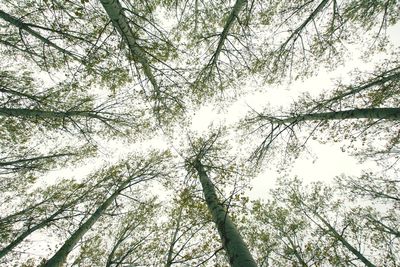 Low angle view of trees against sky