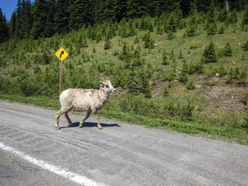 A unicorn is crossing the street on a lonely street