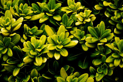 Full frame shot of green leaves